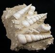 Beautiful Fossil Turritella Cluster - France #10319-1